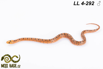 hadi na prodej, mládě, český chov hadů, odchov hadů, mojihadi.cz, lampropeltis mexicana thayeri, Mexican Kingsnake, korálovka mexická, Lampropeltis leonis, Thayer's Kingsnake, Variable Kingsnake, orange